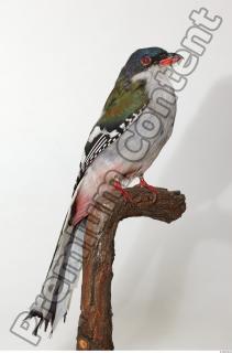 Cuban Trogon-Priotelus temnurus 0002